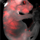 A rat-mouse chimeric fetus. Red, rat cells. (Image: Jun Wu)